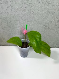 Hoya vitellinoides plant