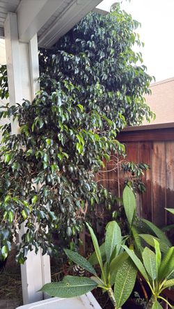 ficus tree