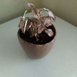 Pink Splash Plant 