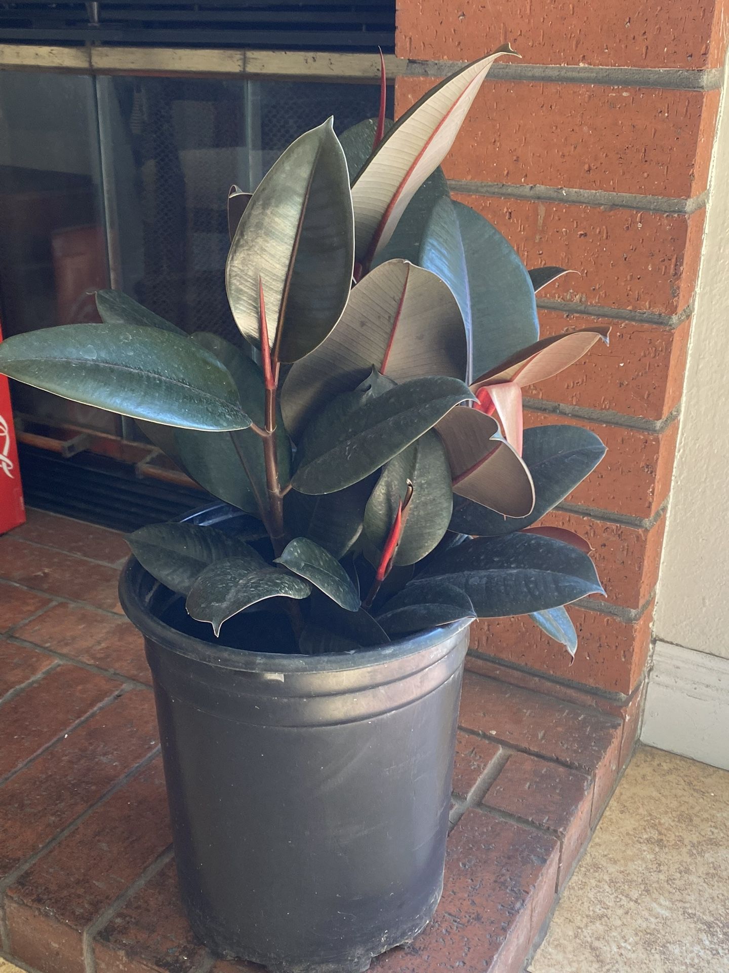 BEAUTIFUL PLANT