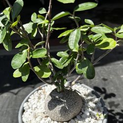 Big Fockea Edulis Succulent