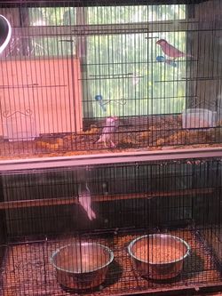 Bird Cage