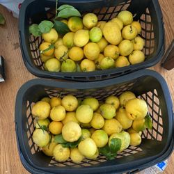 Lemons Fresh $1 for 6