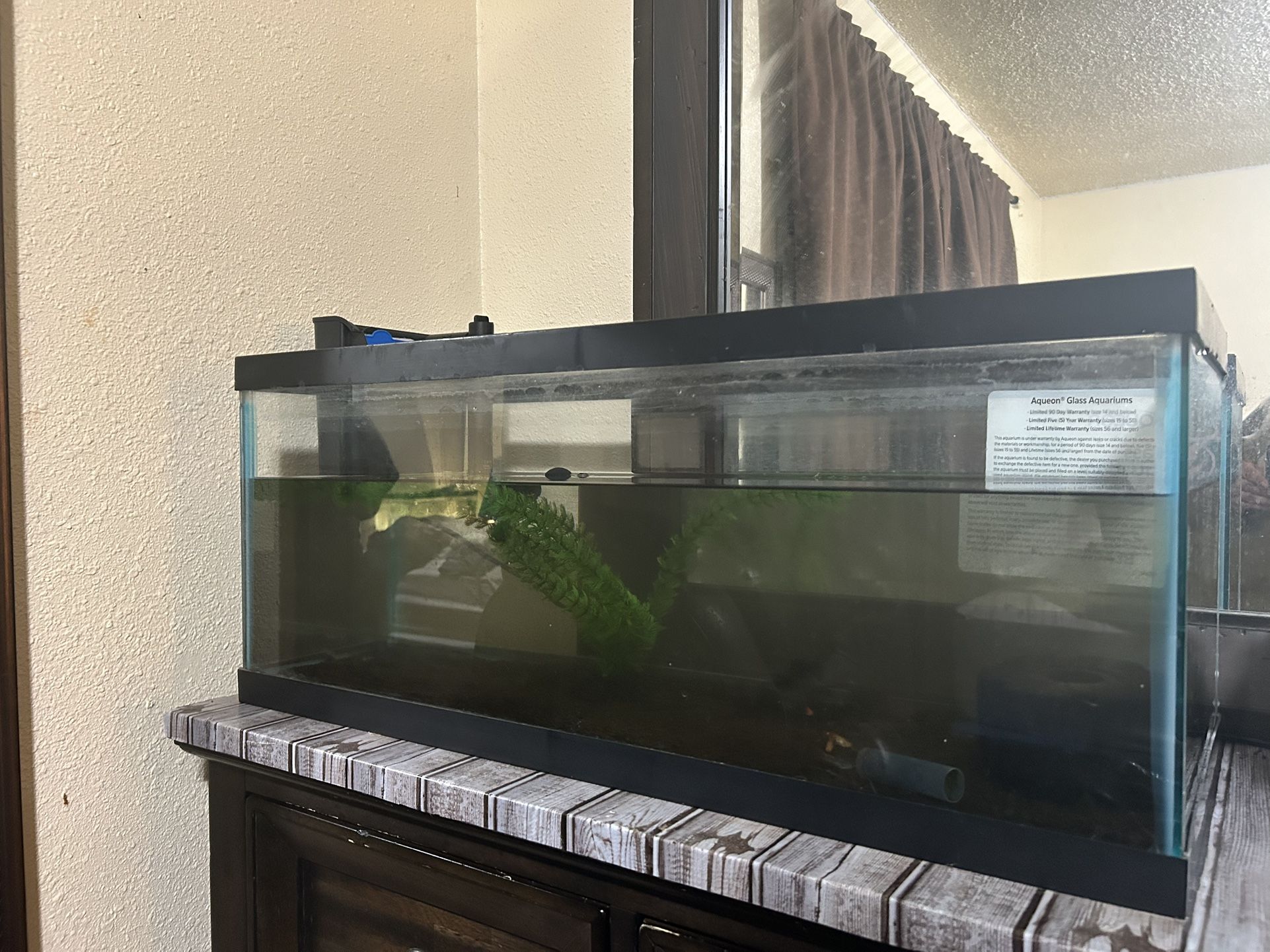 20 Gallon Tank