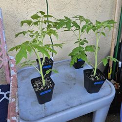 TOMATOES 🍅  And PEPPERS 🌶 