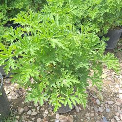 Citronella(Mosquito plant)