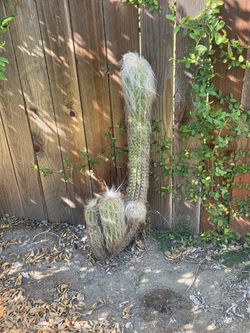 Cactus