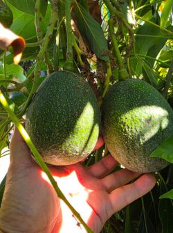 Avocado Reed Tree