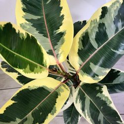🌿Healthy Live Air Purifying Houseplant Beautiful Variegated Rubber Plant In Pot 7" ~ Easy To Care