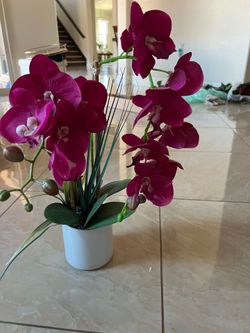 Hot pink orchid