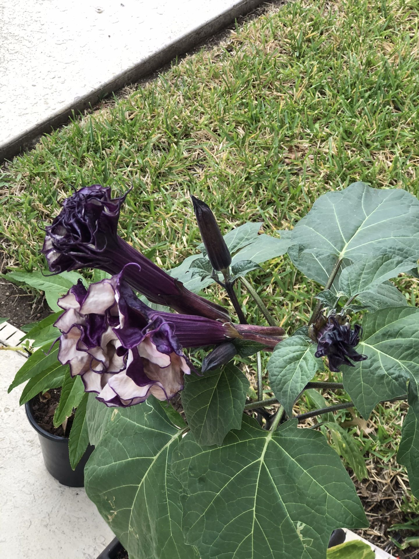 Purple People Eater Purple (double) angel trumpet Brugmansia Plant