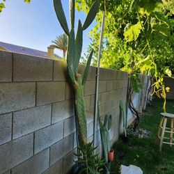 Long prikle pear Cactus 