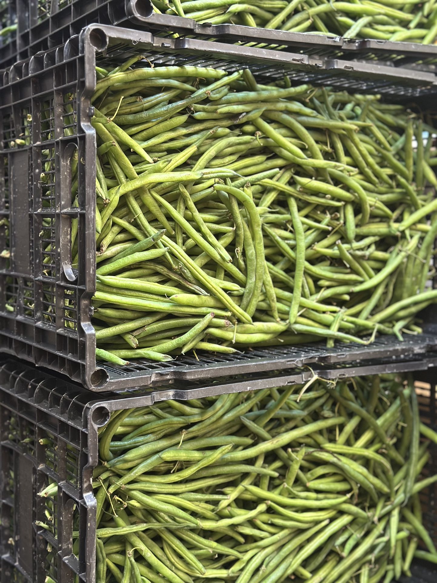 Fresh Produce
