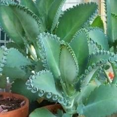 Mother Of Thousands Plant 