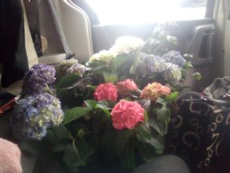 Hydrangea