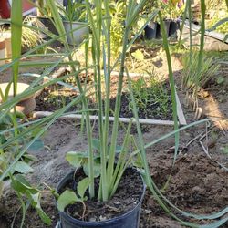 Lemon Grass