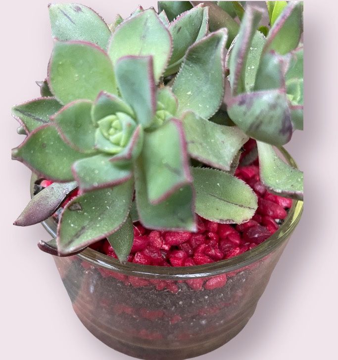 $12 Many Living Succulents