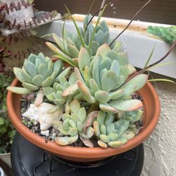 Succulents 