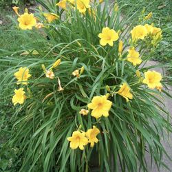 Daylily (Hemerocallis) in 3 gallon pot Very tough perennial Each stalk produces large yellow flowers