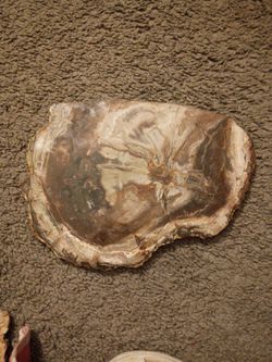 Petrified Wood Slice Specimen