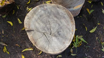 Tree stump dry
