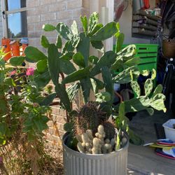 Cactus Starts