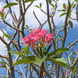 Pink and Yellow Plumeria (Frangipani) Clippings