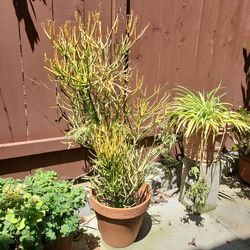 Drought resistant plant