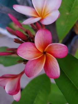 Plumeria ya floriando