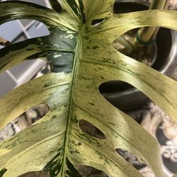  Variegated Monstera Mint NOID Plant (pls Read Description Below)