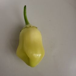 Rare Organic Sugar Rush Cream Chili Pepper Seeds! 2025 SEASON EARLY RELEASE!