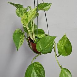 4" Pothos 'Marble Queen'
