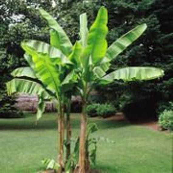 Banana palms ~ perfect transplant time!