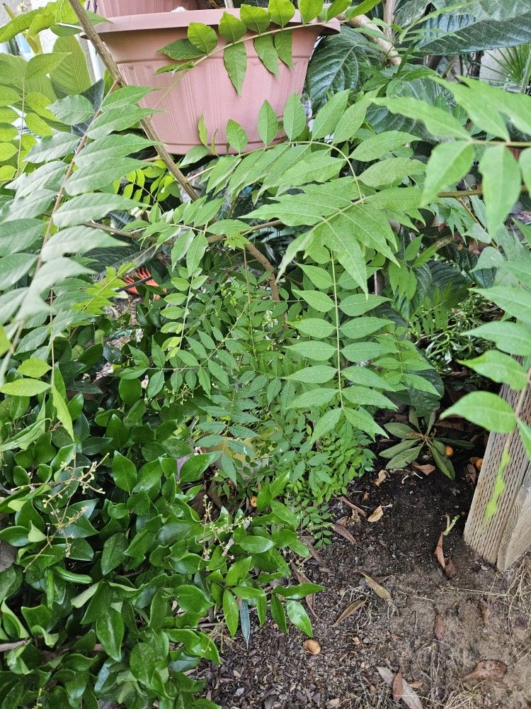 Tall One Already 5.5 Ft Or So. Must Dig Out When Pick Up