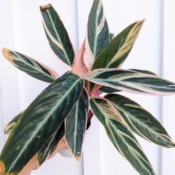 Stromanthe Triostar Plant 4" Pot - Indoor House Plants