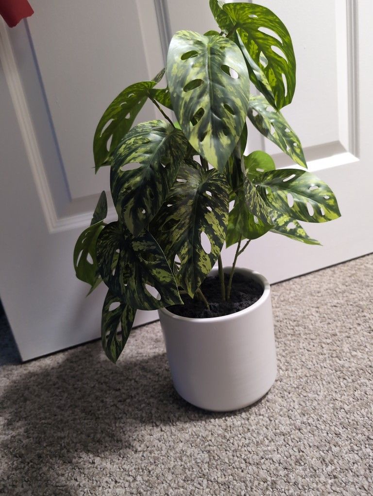Monstera , Swiss Cheese Hybrid,  Fake Plant