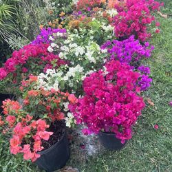 BOUGAINVILLEA PLANT (3 gallon pot) Landscaping and More!