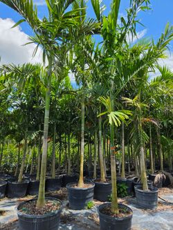 Alexander  palms 12 feet tall