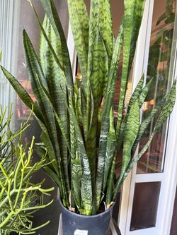 Sansevieria Zeylanica Or Snake Plants $12 Each