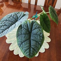 🌿Alocasia Melo Plant 🌿