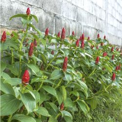 Costus Ginger Plant