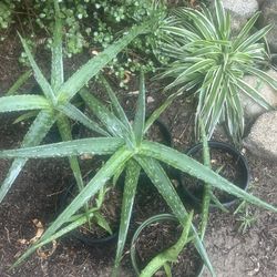 Aloe Plants