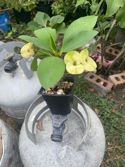 Euphorbia Milii Crown of Thorns Yellow Flowering Plant