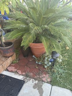 2 Sago Palm Trees In Pots 
