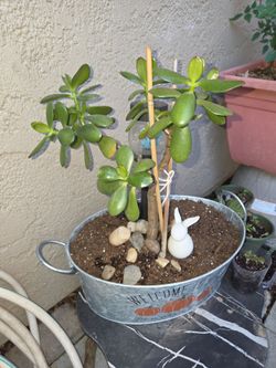 Jade trees