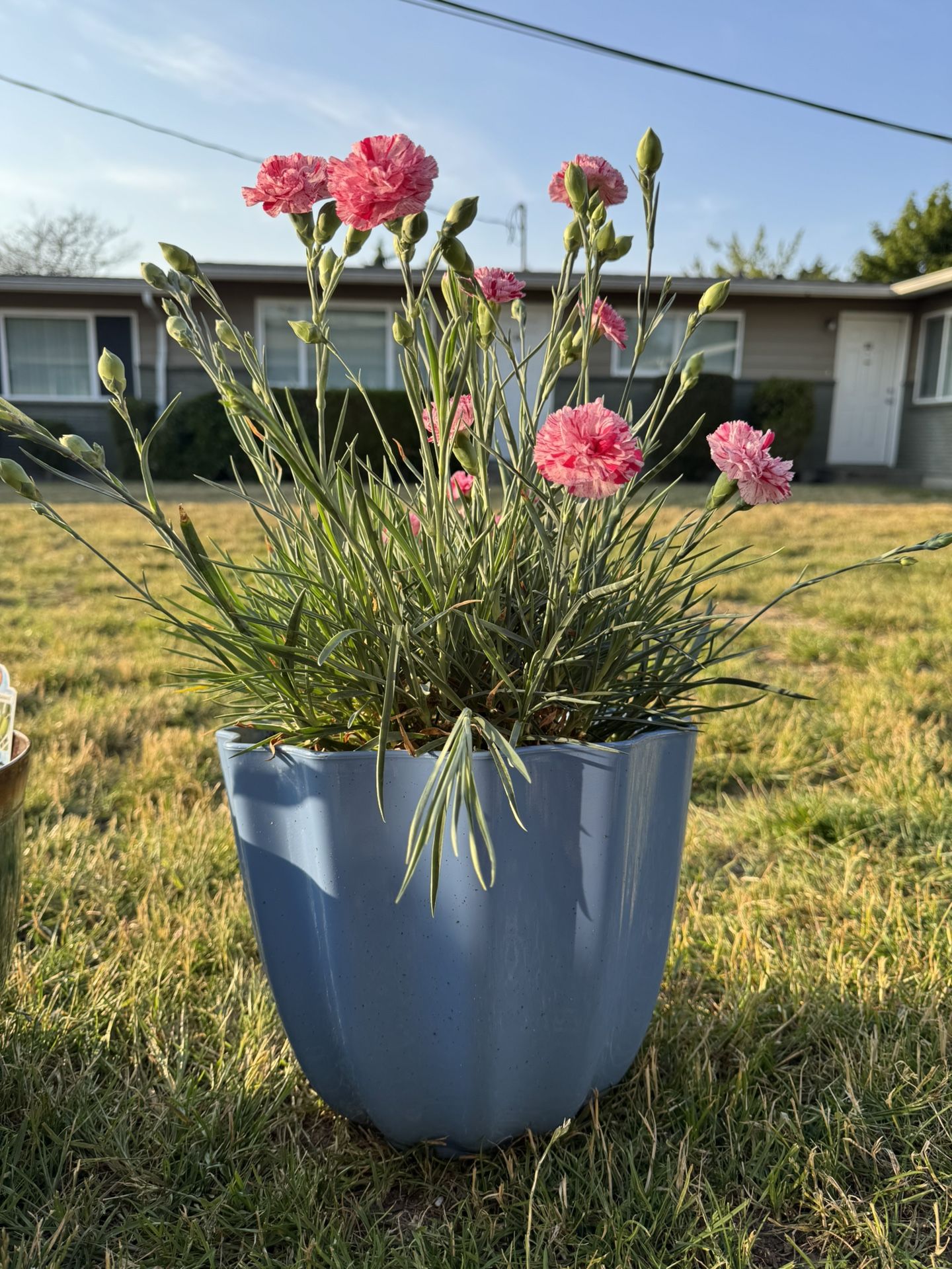 Dianthus in Decorative Pot