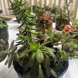 Potted succulents 