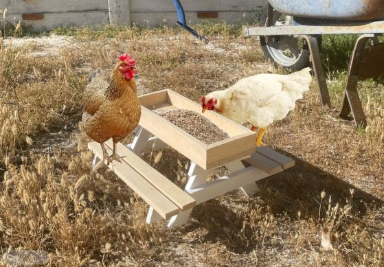 Homemade Chicken Picnic Table