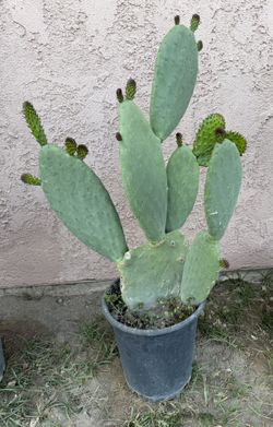 Planta De Nopal