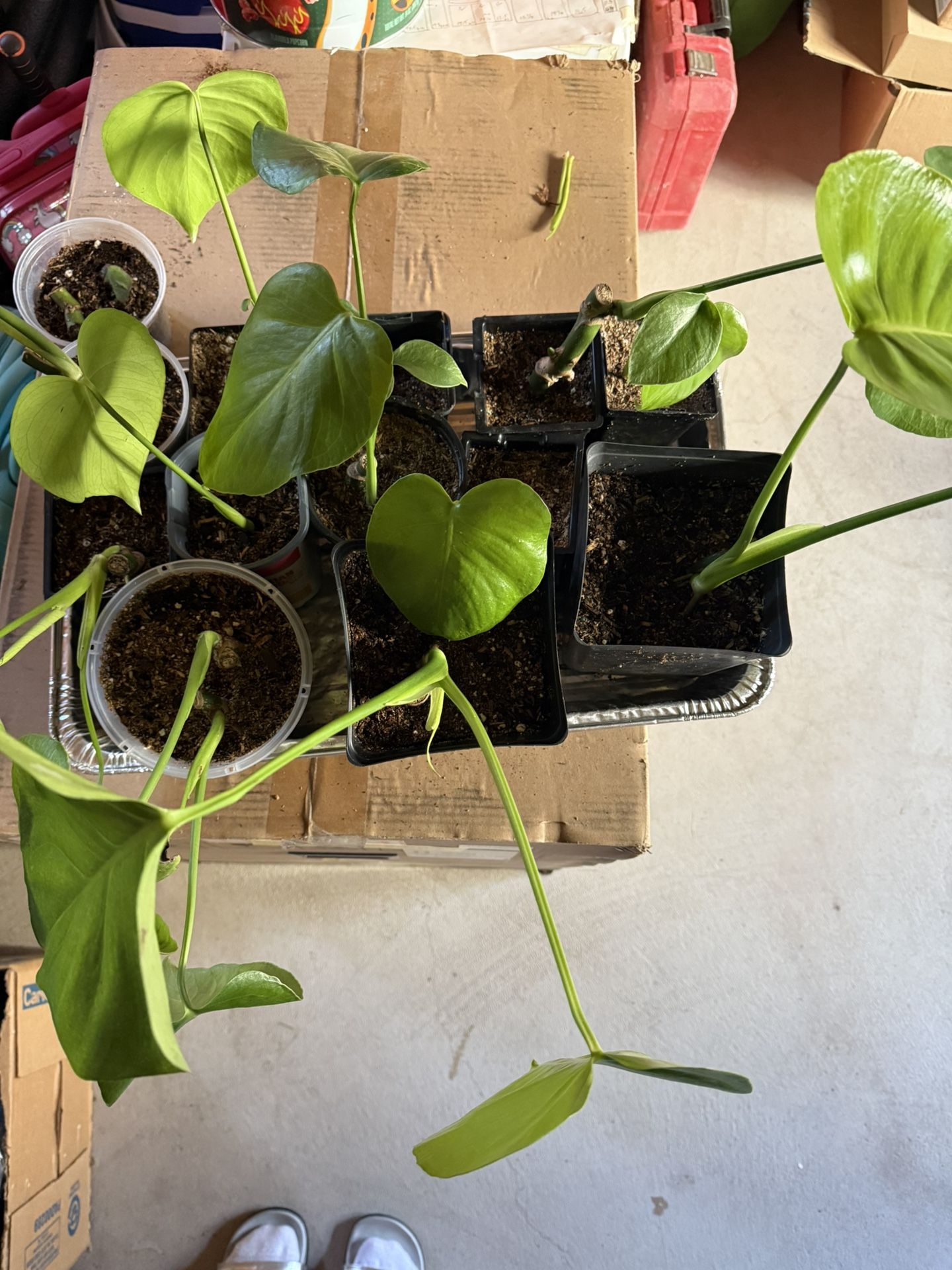 Well Rooted Monstera